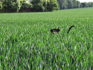 Kambodža je sportovec tělem i duší.