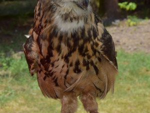 Dětský den myslivosti Zbudov.