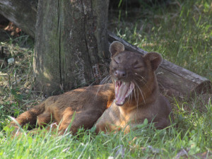 Samec fosy madagaskarské Masotra se zabydlel v zoo v jižních Čechách