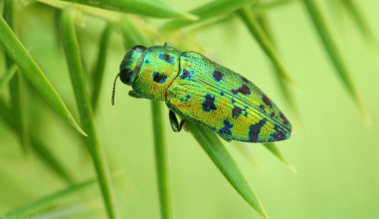 Evropou se šíří nový škůdce. Napadá okrasné dřeviny. Krasec. Foto: Nikola Rahmé