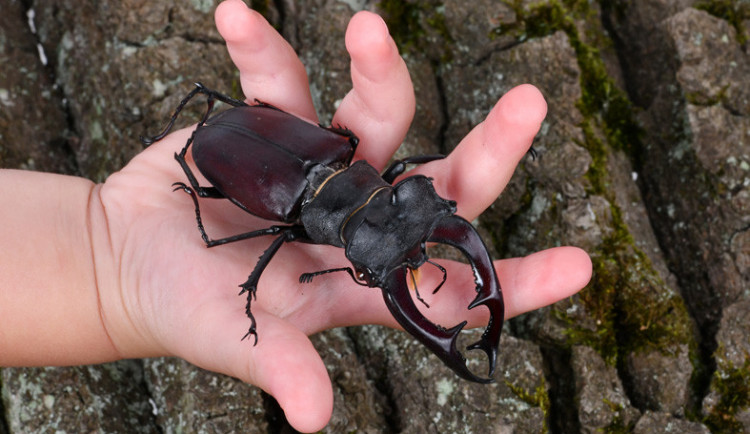 Roháč na ručičce Kubíka Řeřichy.