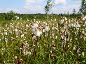 Suchopýr pochvatý.