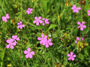 Hvozdík kropenatý.
