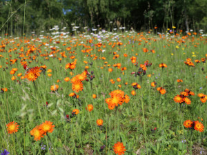 Jestřábník oranžový.
