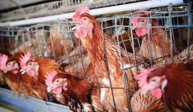 Ilustrační fotografie.