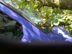 U Tábora spadl strom na projíždějící auto.