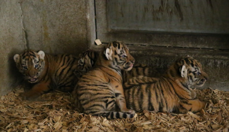 V zoo Hluboká se narodila koťata ussurijského tygra. Lidé je budou moct pozorovat až v srpnu