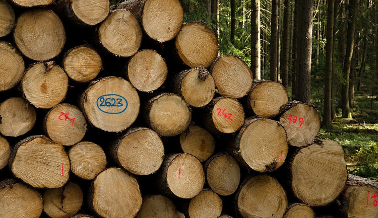 Turistům se opět otevřela šumavská Medvědí stezka. Některé cesty ale zůstávají dál uzavřené