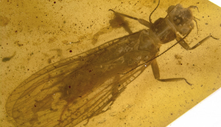 Nově objevené druhy fosilií řádu pošvatek, nazvané Rolling Stoneflies.