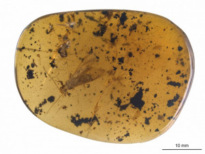 Nově objevené druhy fosilií řádu pošvatek, nazvané Rolling Stoneflies.