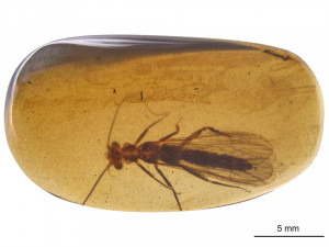 Nově objevené druhy fosilií řádu pošvatek, nazvané Rolling Stoneflies.