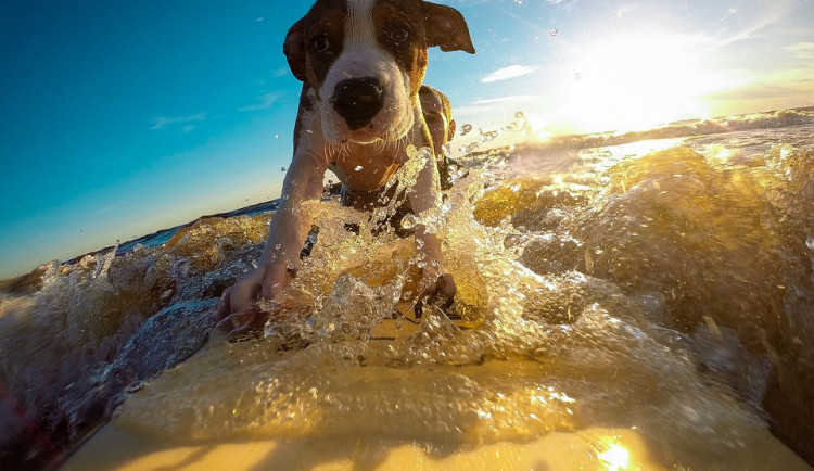 Na dovolenou můžete vyrazit s domácími mazlíčky. Možností jsou ale i zvířecí hotely