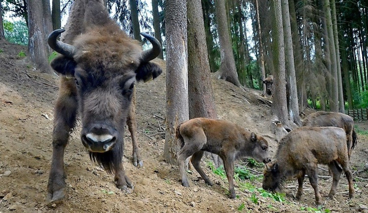 zubr-tara-zootabor-mala1