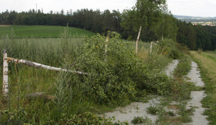 Poškozené břízy u Radenína na Táborsku.