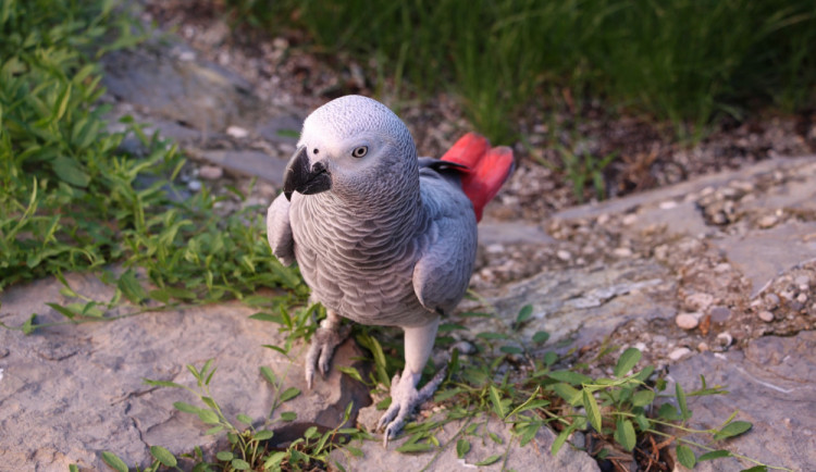 Ilustrační fotografie