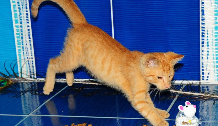 Zrzek hledá nový domov.