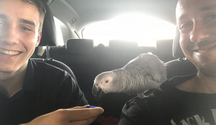 Papouška Žaka v obchodním centru chytili dva muži. Strážníci si zvíře jen převzali
