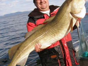 Krásná treska obecná z ostrova Ingoy na severu Norska.