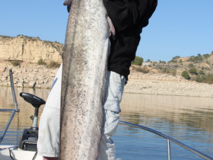 Dvoumetrový sumec ze španělského Ebra.