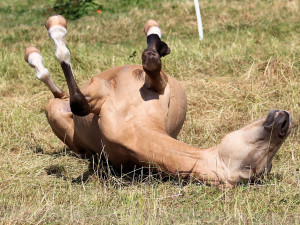 Za útěk poníka může dostat jeho majitelka pokutu až padesát tisíc korun
