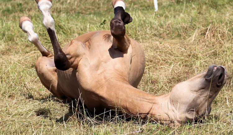 horse-3515643_960_720