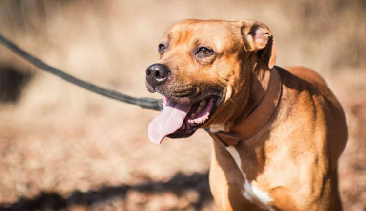 Hugo už dlouho čeká na nový domov.
