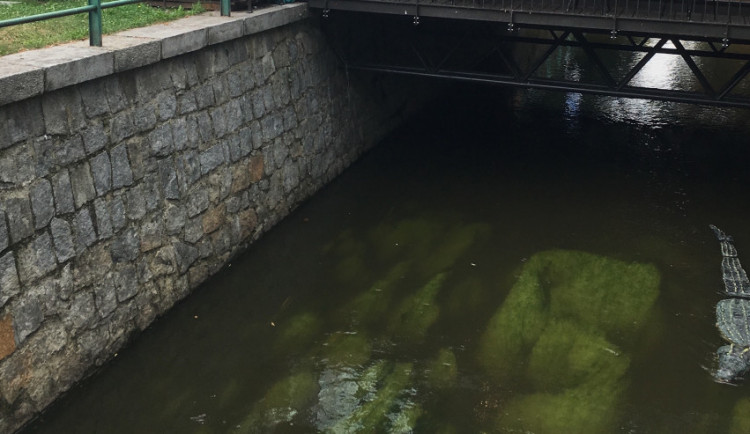 Krokodýl v Mlýnské stoce vyděsil Budějčáky