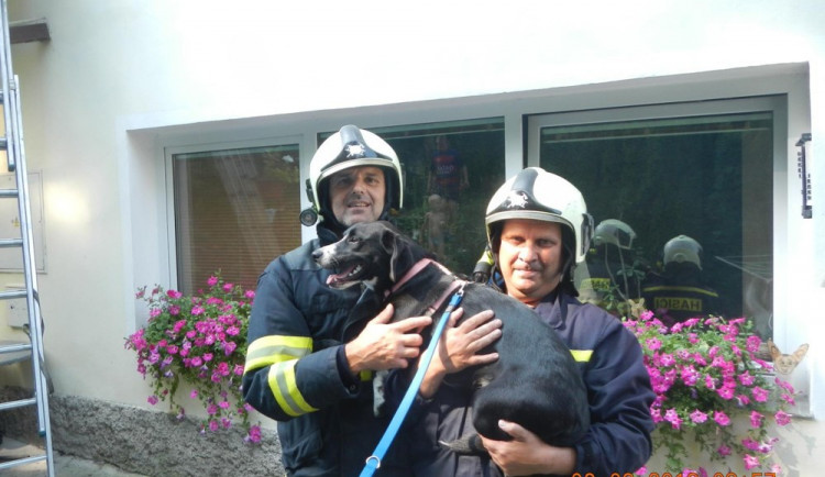 Hasiči zachránili psa, který vylezl na střechu