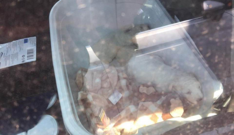 Psi, které nechala v třiceti stupňovém vedru jejich majitelka v autě.