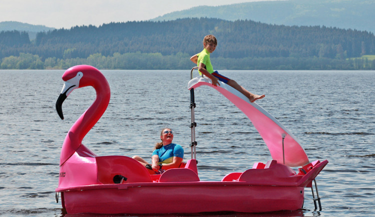 Plameňák v kempu Jetřábí I.