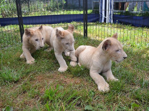 Dvouměsíční koťata vzácného bílého jihoafrického lva v Zoo Dvorec.