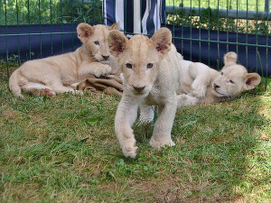 VIDEO: Dvorecká zoo pokřtila tři dvouměsíční koťata vzácného bílého jihoafrického lva