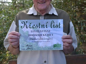 Křest dvouměsíčních koťat vzácného bílého jihoafrického lva v Zoo Dvorec.