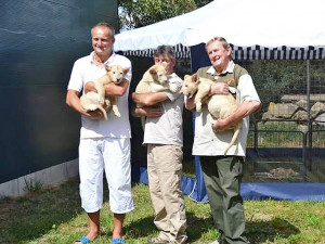 Křest dvouměsíčních koťat vzácného bílého jihoafrického lva v Zoo Dvorec.