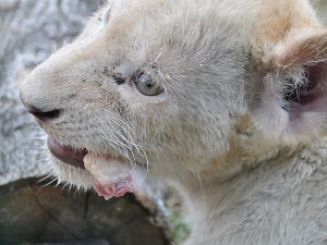 Dvouměsíční koťata vzácného bílého jihoafrického lva v Zoo Dvorec.