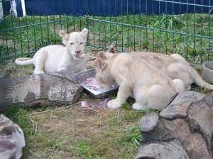 Dvouměsíční koťata vzácného bílého jihoafrického lva v Zoo Dvorec.
