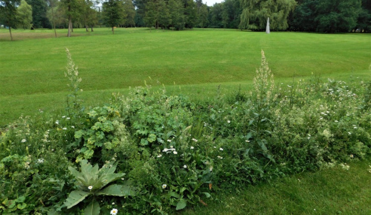 Budějckou Stromovku a kampus Jihočeské univerzity zdobí už druhým rokem květnaté pásy.