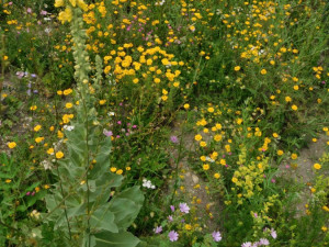 Budějckou Stromovku a kampus Jihočeské univerzity zdobí už druhým rokem květnaté pásy.