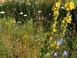 Budějckou Stromovku a kampus Jihočeské univerzity zdobí už druhým rokem květnaté pásy.