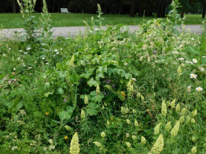 Budějckou Stromovku a kampus Jihočeské univerzity zdobí už druhým rokem květnaté pásy.