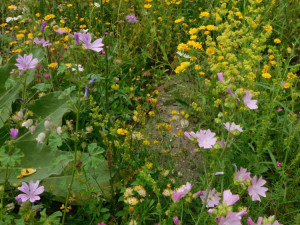 Budějckou Stromovku a kampus Jihočeské univerzity zdobí už druhým rokem květnaté pásy.