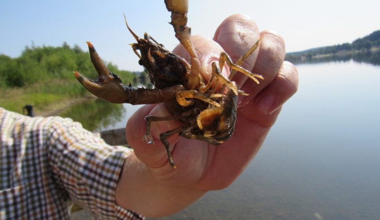 Invazivní rak pruhovaný vytlačuje z Lipna původního raka říčního