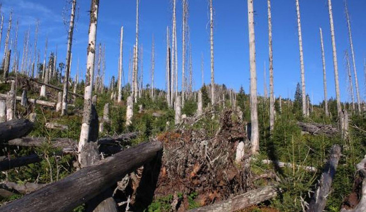 Příroda si umí pomoci sama, třeba i s obnovou lesa. Ukazuje to rozsáhlý biomonitoring