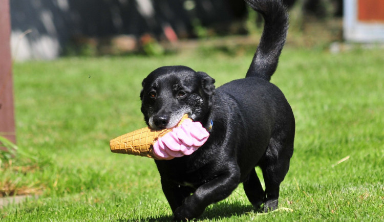 HLEDÁME PÁNÍČKA: V Animal Rescue čekají Bertík a Sam