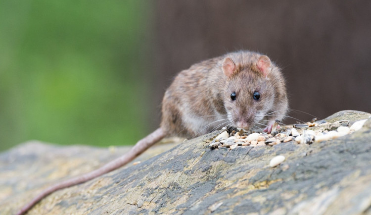 Ilustrační fotografie