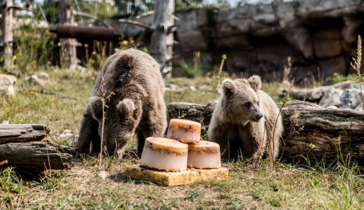 Hlubocká zoo pokřtila mládě medvěda plavého. Dostalo jméno Nochunsafed