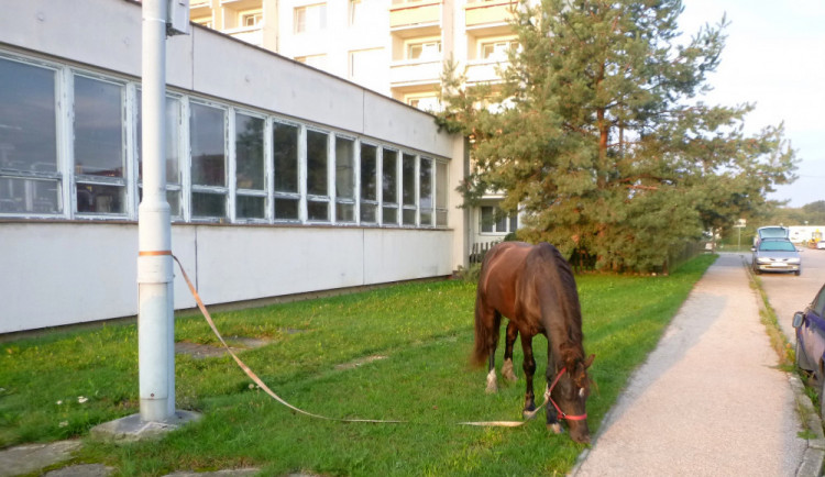 V budějcké ulici U Hvízdala se procházel kůň. Majitelce, které utekl, přijde jeho výlet draho
