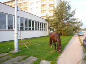 V budějcké ulici U Hvízdala se procházel kůň. Majitelce, které utekl, přijde jeho výlet draho