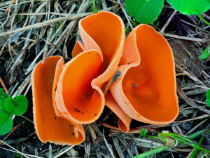 Výstava hub se uskuteční d 17. do 21. září v Jihočeském muzeu v Českých Budějovicích.