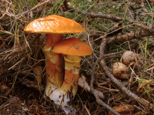 Výstava hub se uskuteční d 17. do 21. září v Jihočeském muzeu v Českých Budějovicích.